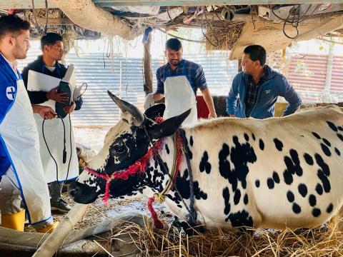 गाईमा देखिएको बाँझोपनको उपचार गोठमै पुगेर गर्दै बिर्तामोड नगर