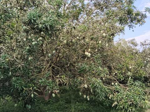 आँप उत्पादनमा मधेश प्रदेशको ७७ प्रतिशत योगदान
