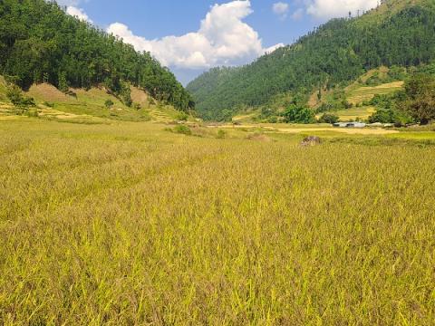 यस वर्ष धान उत्पादन ५ प्रतिशतले घट्ने प्रक्षेपण